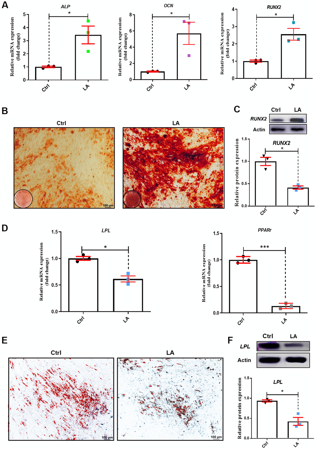 Effects of LA on hADSC differentiation ability. (A) qRT-PCR of mRNA levels of the osteogenic differentiation markers ALP, OCN, and RUNX2. (B) Alizarin Red staining of hADSCs. (C) Western blot in hADSCs treated as indicated. (D) qRT-PCR of mRNA levels of the adipogenic differentiation markers PPARr and LPL. (E) Oil Red O staining of hADSCs. (F) Western blot in hADSCs treated as indicated. Data are presented as the mean ± SD of three independent experiments. *p 