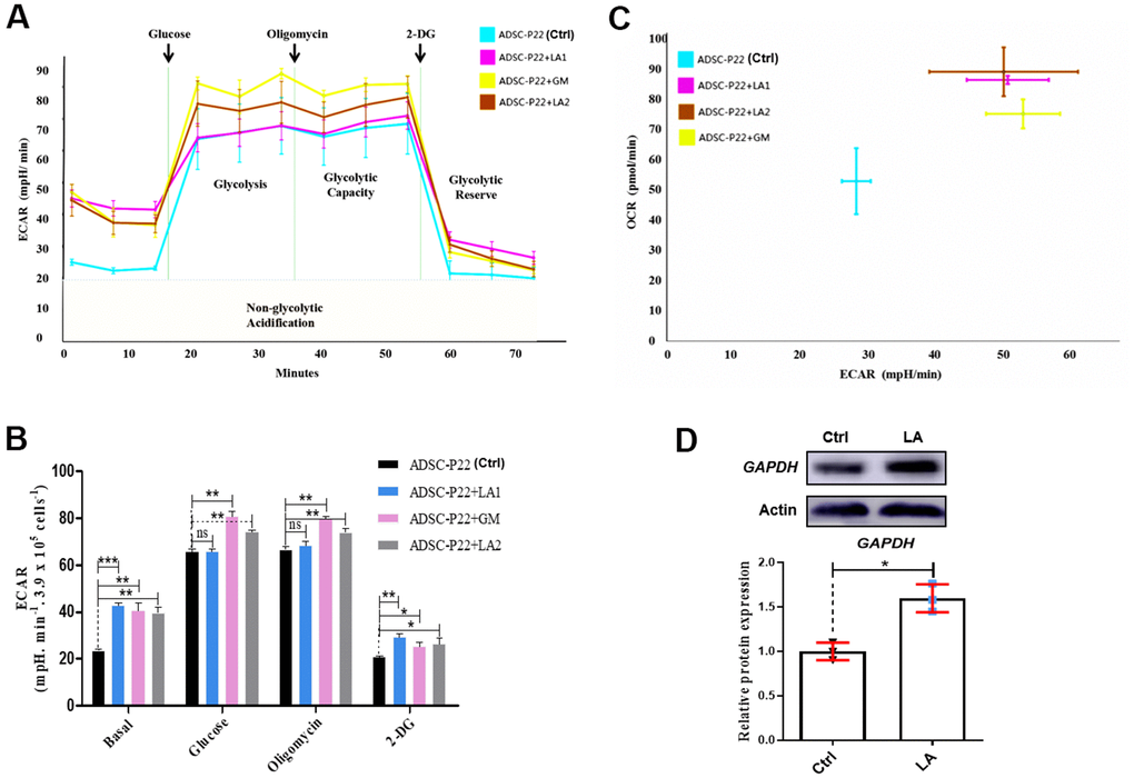 Measurements of glycolysis activities in hADSCs. (A) ECAR in hADSCs at each phase of the glycolysis pathway. (B) Statistical analysis of ECAR at each phase. (C) Relationship between ECAR and OCR in the glycolysis pathway of hADSCs. GM: Metformin. (D) Western blotting of GAPDH protein expression. Data are presented as the mean ± SD of three independent experiments. Statistical significance was determined by the unpaired t-test. *p 