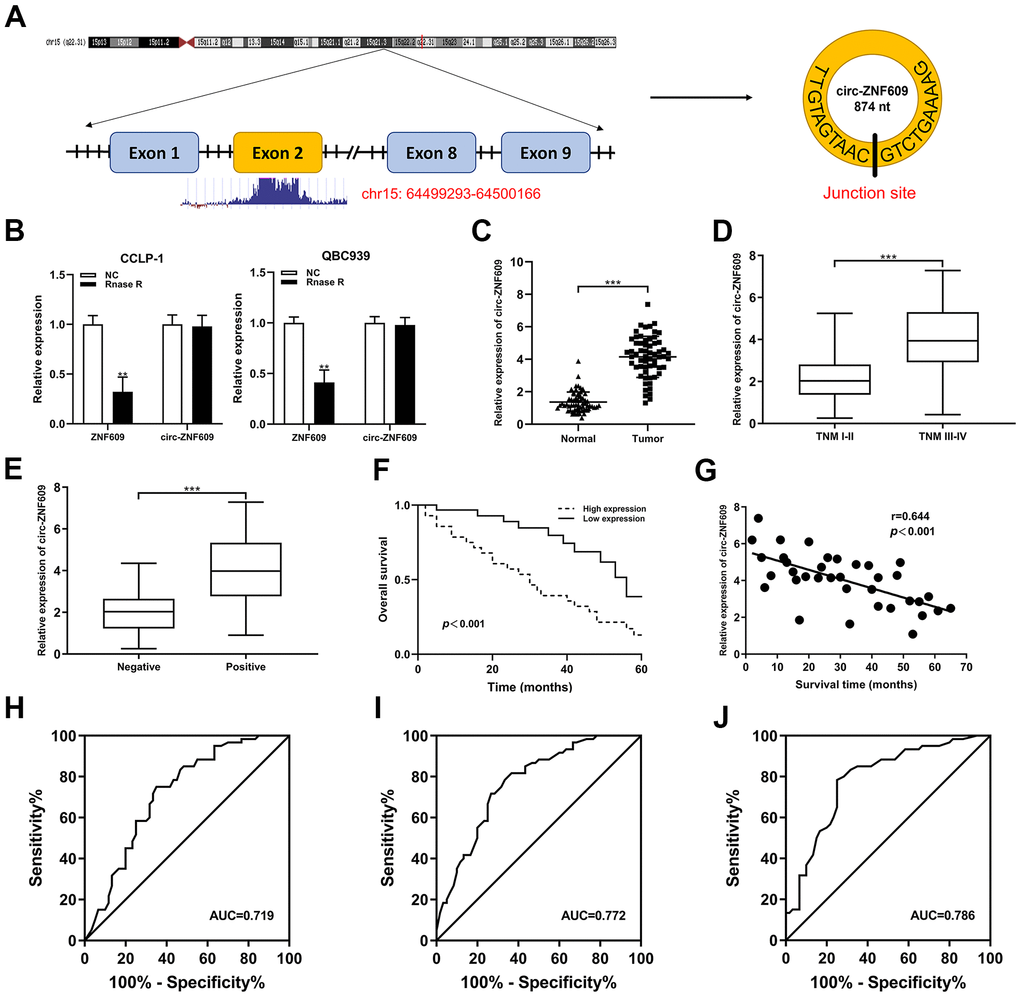 Circ-ZNF609 was significantly high expression in CCA and associated with clinicopathological characteristics. (A) Schematic representation of circ-ZNF609 genomic structure. (B) The circ-ZNF609 and ZNF609 expression were detected through using the qRT-PCR in CCA cells treated with RNase R. (C) qRT-PCR was used to detect the relative expression of circ-ZNF609 in CCA tumor tissues and adjacent normal tissues. (D) Circ-ZNF609 expression of patients with different TNM stages. (E) Circ-ZNF609 expression of patients with or without lymph node metastasis. (F) The overall survival of high and low circ-ZNF609 expression group patients. (G) The correlation between circ-ZNF609 expression and survival time of CCA patients. (H) The ROC curve of circ-ZNF609 detection as a prognostic biomarker. (I) The ROC curve of CA19-9 detection as a prognostic biomarker. (J) The ROC curve of circ-ZNF609+CA19-9 detection as a prognostic biomarker. **PP