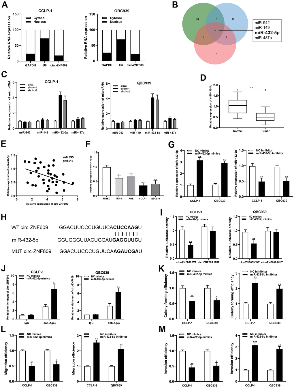 Circ-ZNF609 was involved in CCA progression via sponging miR-432-5p. (A) Detection of relative expression of circ-ZNF609 in cytoplasm and nucleus of CCA cells by qRT-PCR. (B) Targetscan, circinteractome and mirMap were used to identify potential miRNA target genes for circ-ZNF609. (C) Relative expression of potential target genes in CCA cells transfected with si-circ-1 and si-circ-2. (D) qRT-PCR was used to detect the relative expression of c miR-432-5p in CCA tumor tissues and adjacent normal tissues. (E) qRT-PCR was used to detect the correlation between the expression of circ-ZNF609 and miR-432-5p in CCA specimens. (F) The relative expression of miR-432-5p in CCA cells detected by qRT-PCR. (G) The efficiency detection of miR-432-5p mimics and inhibitor transfection confirmed by qRT-PCR. (H) Diagrammatic sketch of the binding sites between miR-432-5p and circ-ZNF609. (I) Luciferase activity in CCA cells after transfection of circ-ZNF609 WT or circ-ZNF609 MUT, miR-432-5p mimics or NC mimics. (J) RIP assay was utilized to further demonstrate the direct binding between miR-432-5p and circ-ZNF609. (K) Colony formation assay was used to detect the proliferation ability after miR-432-5p down-regulation and up-regulation. (L, M) The migration and invasion changes of tumor cells after miR-432-5p down-regulation and up-regulation detected by transwell. **PP