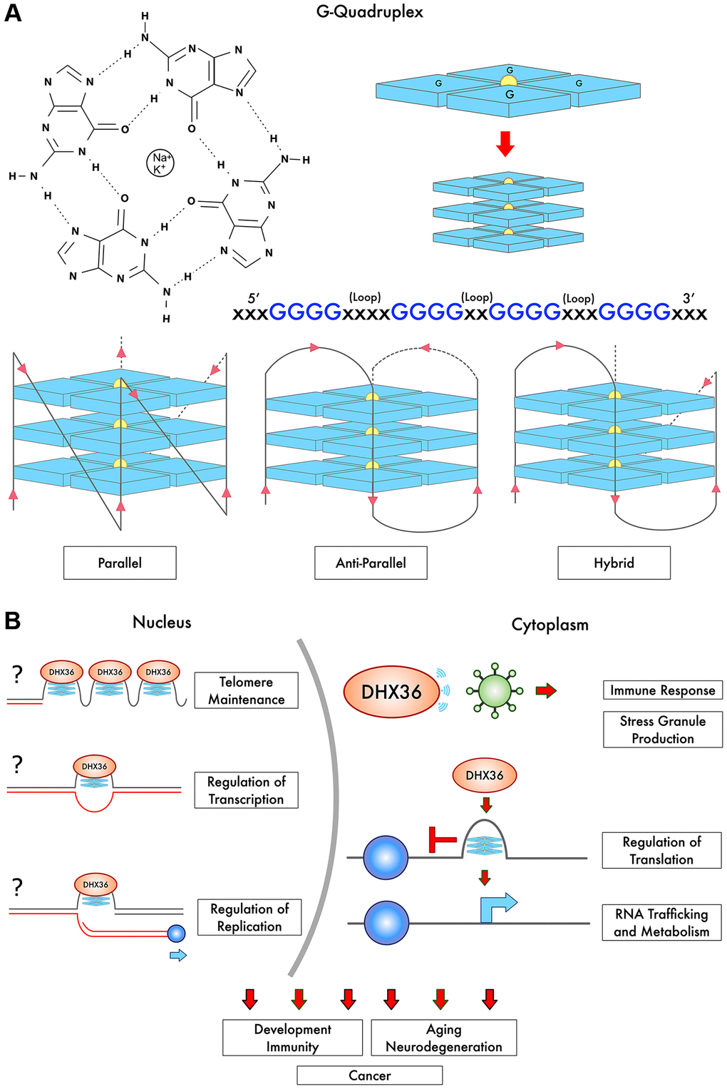 G-Quadruplex structure, strand arrangement, and interactions with DHX36. (A) Tracts of guanines form planar arrangements via Hoogsten-bonding into G-quartets (blue) and are stabilized by a cation bonded to oxygen molecules in the center (Na+ or K+). Multiple G-quartets then stack to form G-quadruplexes (G4), in varying strand arrangements. (B) DHX36 regulates telomere maintenance, translation including non-AUG translation and RNA trafficking. DHX36 appears to regulate transcription and likely modulates replication (depicted with the question mark). The question marks also indicate that the direct binding of DHX36 to telomeric G4s and G4s in gene promoters in vivo remains to be shown. DHX36 is also involved in the innate immune response. Thus, multiple biological processes are influenced, including development, immunity, tumorigenesis, aging, and neurodegeneration.