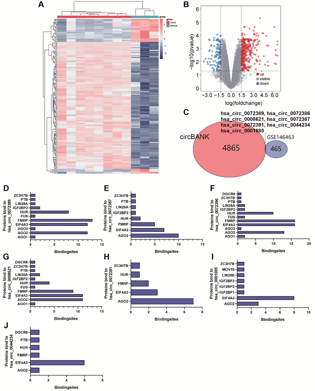 (A and B) Cluster analysis and volcano map demonstrate differential circRNAs in gliomas of GSE146463. (C) Venn Diagram shows circRNAs bound to miR-338-5p. (D–J) The bar graph shows proteins and the number of binding sites bound to hsa