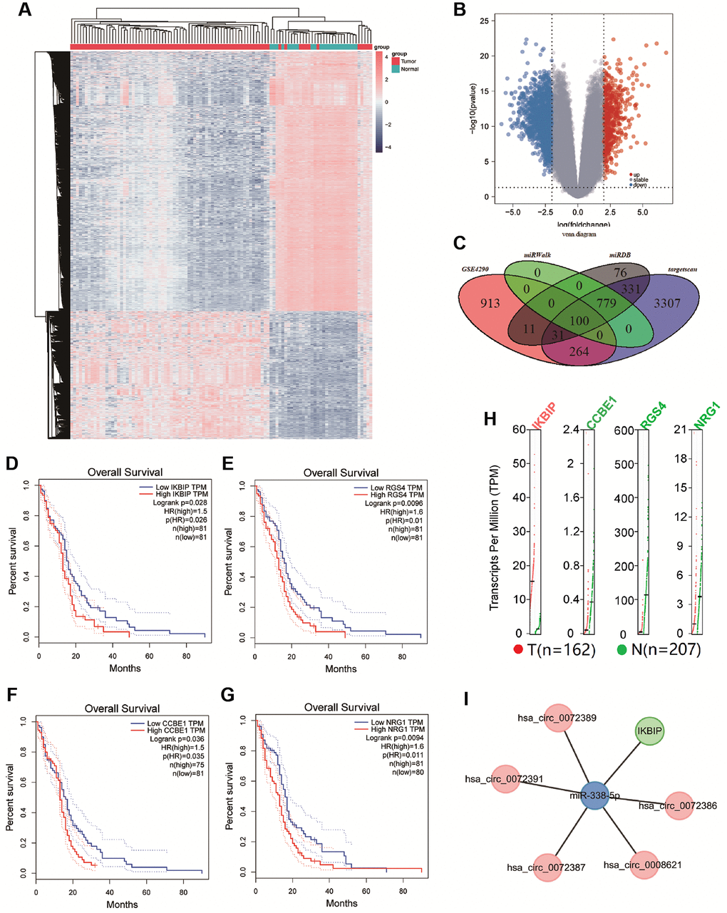 (A and B) Cluster analysis and volcano map demonstrate differential mRNAs in gliomas of GSE4290. (C) The Venn diagram shows the intersection of differential genes between GSE4290, miRwalk database, miRDB database, and targetscan database. (D–G) Survival curve shown the correlation between the expression of CCBE1, IKBIP, NRG1, and RGS4 with overall survival time (p H) Gene Expression Profile of IKBIP, CCBE1, NRG1, and RGS4, red dots indicated the expression of tumor tissue, green dots indicated the expression of normal tissue. (I) Network of hsa