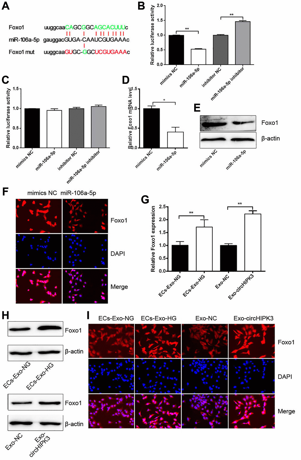 miR-106a-5p inhibits Foxo1 expression by targeting its 3’UTR. (A) Putative miR-106a-5p binding sequences in wild-type or mutated Foxo1 3’UTR. (B) Luciferase report assay showed the direct relationship between wild-type Foxo1 3’UTR and miR-106a-5p (**p **p C) Luciferase report assay showed the direct relationship between Foxo1 3’UTR mutation and miR-106a-5p. (D) qRT-PCR, (E) western blot analysis, and (F) IF staining detected Foxo1 mRNA and protein levels in VSMCs overexpressing miR-106a-5p (*p G) qRT-PCR, (H) western blot analysis, and (I) IF staining detected Foxo1 mRNA and protein levels in VSMCs incubated with exosomes (**p **p 