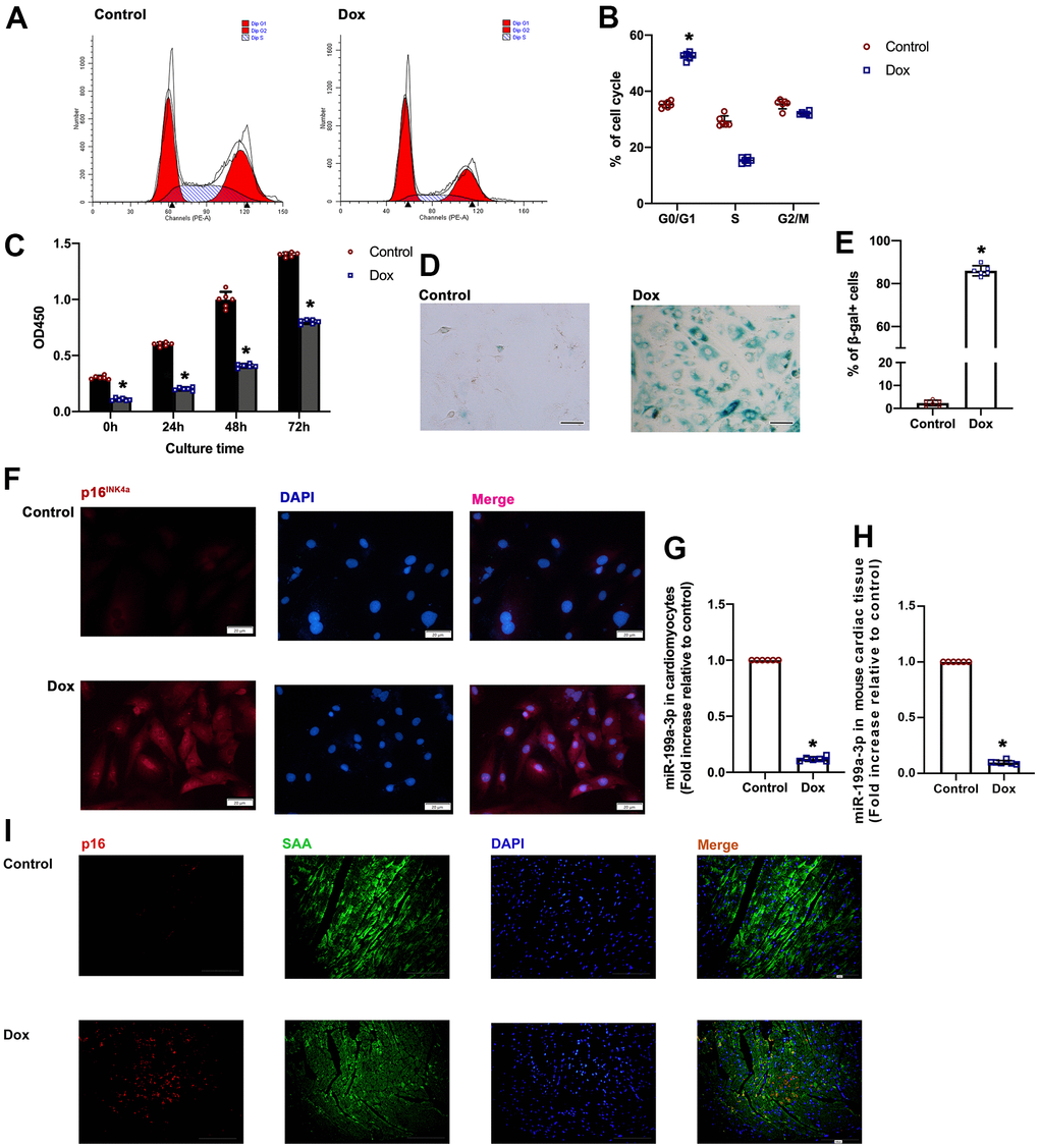 Dox-treated cardiomyocytes exhibited increased cellular senescence. (A) Cell cycle analysis was performed with PI staining by flow cytometry. (B) Percentages of cells in the three phases of the cell cycle. (C) Cellular proliferation was measured using CCK-8 assay. (D) Representative images of SA-β-gal staining (senescent cells are stained green). Scale bars, 20 μm. (E) Percentage of senescent cells was calculated. (F) Representative p16INK4a staining (green). Scale bars, 20 μm. (G, H) Expression of miR-199a-3p in cardiomyocytes and cardiac tissue was quantified by qRT-PCR. *P n = 6 per group. (I) Representative photomicrographs of p16INK4a-positive cardiomyocytes in the Dox treated cardiac tissue. Scale bars, 100 μm.