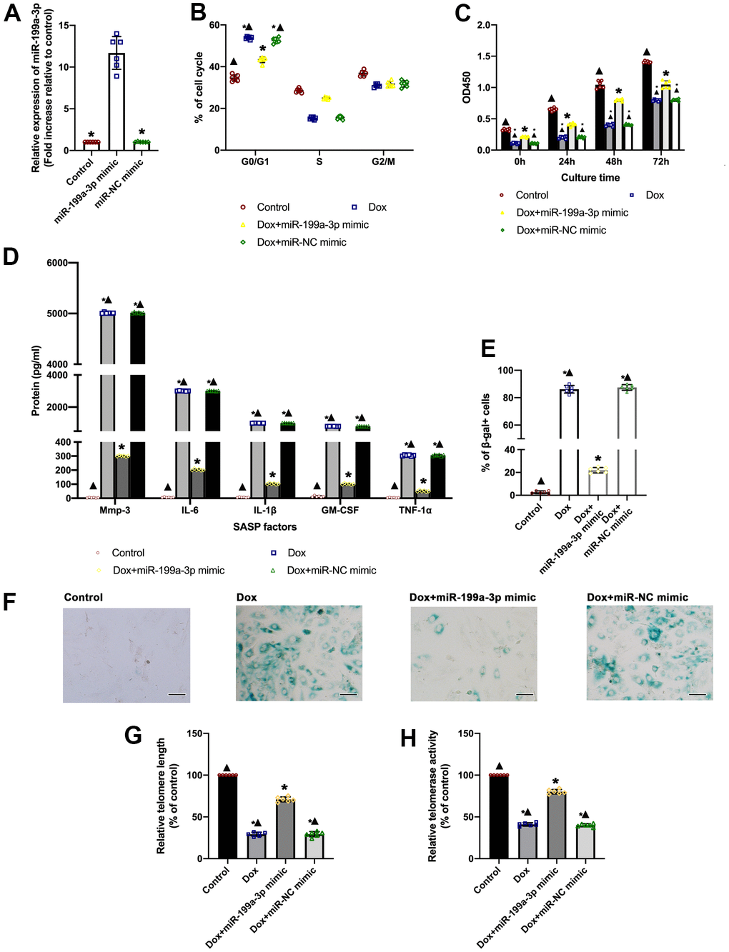 A slowdown of Dox-induced aging via the overexpression of miR-199a-3p. (A) Expression of miR-199a-3p was quantified by qRT-PCR. *P n = 6 per group. (B) Percentages of cells in the three phases of the cell cycle determined by flow cytometry. (C) Cellular proliferation was measured by the CCK-8 assay. (D) SASP factor protein levels quantified by Luminex of the medium. The medium was collected from such cells as follows: transfection with the miR-199a-3p mimic or miR-NC mimic, followed by treatment with Dox. The untreated cardiomyocytes were used as control. (E) The percentage of senescent cells was calculated. (F) Representative images of SA-β-gal staining (senescent cells are stained green). Scale bars, 20 μm. (G) Telomere length was detected by qRT-PCR. (H) Telomerase activity was determined using a telomerase repeat amplification protocol (TRAP). *P ▲P n = 6 per group.