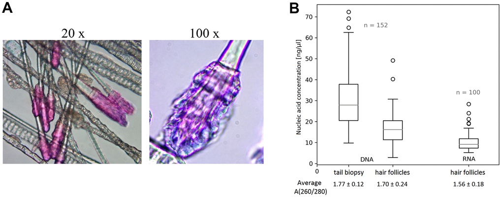 Murine hair follicles as starting material. (A) Representative images of hairs highlighted with Giemsa – Romanowsky staining (and indicated magnification) showing intact hair follicles obtained by sampling with our vacuum collector. (B) Comparison of DNA isolation results from hair follicles obtained with our device and common tail biopsies, and yields of RNA isolated from hair follicles. The quantity and quality of all nucleic acid samples, in 30 μl solutions, were measured using a ND 1000 Spectrophotometer. Data are presented as boxplots showing median, maximum and minimum values, their quartile distribution, interquartile range, and outlier values.