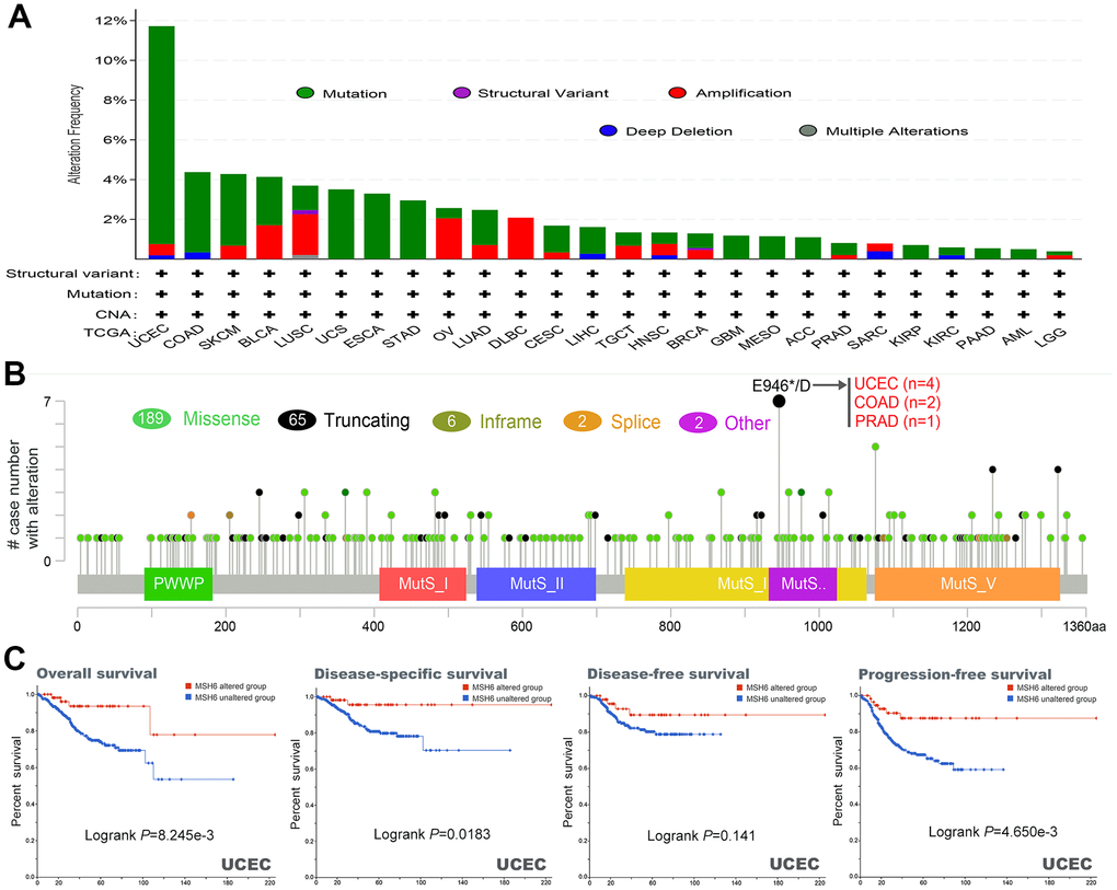 Mutation characteristics and prognostic value of MSH6 gene in different kind of tumors of TCGA were analyzed by using the cBioPortal tool. (A) These are the mutation type and alteration frequency in various tumors. (B) The mutation site of MSH6. (C) The potential correlation between MSH6 mutation status and overall, disease-free, disease-specific and progression-free survival prognoses of UCEC.