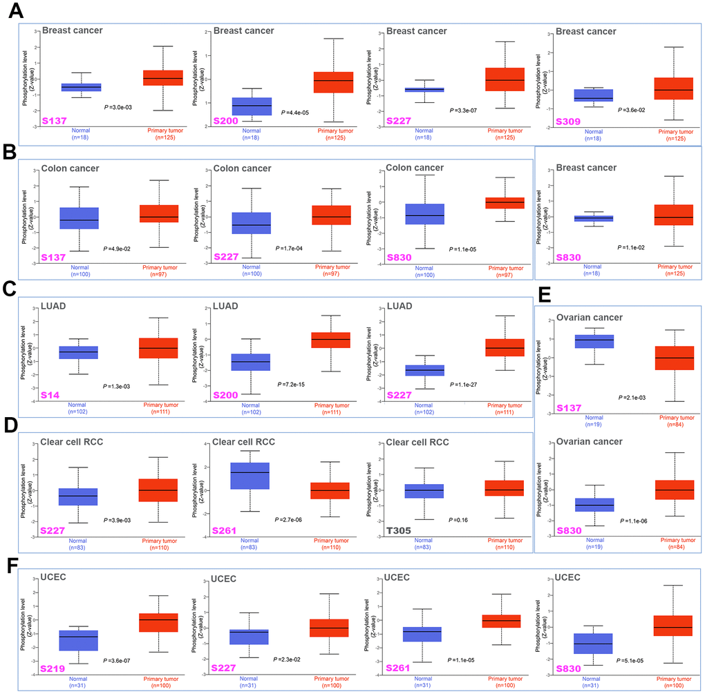 Phosphorylation differences of MSH6 protein in various cancers of TCGA. Based on the CPTAC dataset, the expression differences of MSH6 phosphoprotein (NP