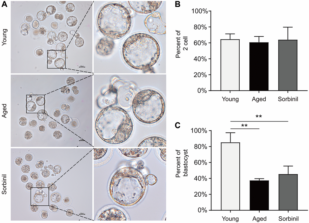 Fertilization and subsequent blastocyst formation of IVM oocytes of aged mice. (A) Early embryo development of IVM oocytes after fertilization. (B) The rates of 2-cell embryos (the number of 2-cell embryos/the total number of oocytes) in young IVM oocytes (young), aged IVM oocytes (aged), and aged IVM oocytes treated with sorbinil (sorbinil). (C) The rates of blastocyst formation (the number of blastocysts/the number of 2-cell embryos) in the above three groups. All experiments were repeated at least three times. Scale bar = 50 μm, **P 