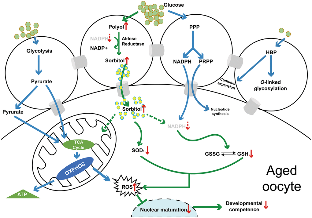 A schematic diagram of the polyol pathway in COC and the mechanism of the effect of sorbitol accumulation on oocyte quality (in vivo or in vitro) of aged mice. Abbreviations: PPP: pentose phosphate pathway; HBP: hexosamine biosynthesis pathway; TCA: tricarboxylic acid cycle; OXPHOS: oxidative phosphorylation; NADPH: nicotinamide adenine dinucleotide phosphate (reduced form); PRPP: 5-phosphoribosyl-1-pyrophosphate; GSSG: glutathione (oxidized form); GSH: glutathione (reduced form); ROS: reactive oxygen species.