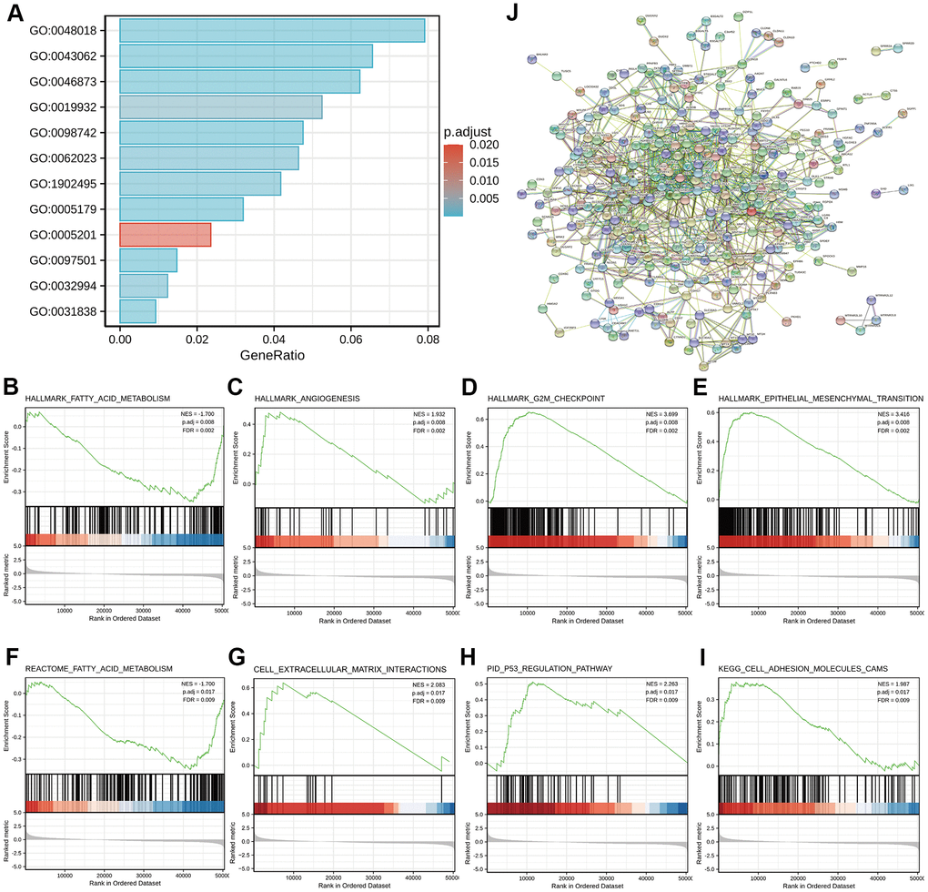 Functional enrichment analyses of DEGs between high- and low-GDI2 expression in TCGA-LIHC patients. (A) Twelve significant GO terms and KEGG pathway enrichment of DEGs between high- and low-GDI2 expression in TCGA-LIHC patients. (B–E) Enrichment plots of (B) Fatty acid metabolism, (C) Angiogenesis, (D) G2M checkpoint, (E) Epithelial mesenchymal transition pathways of Hallmarks symbols by GSEA analysis. *adj.P = 0.008, FDR = 0.002. (F–I) Enrichment plots of (F) Fatty acid metabolism by REACTOME, (G) Cell extracellular matrix interactions by REACTOME, (H) P53 regulation pathway by PID, (I) Cell adhesion molecules CAMS by KEGG of C2