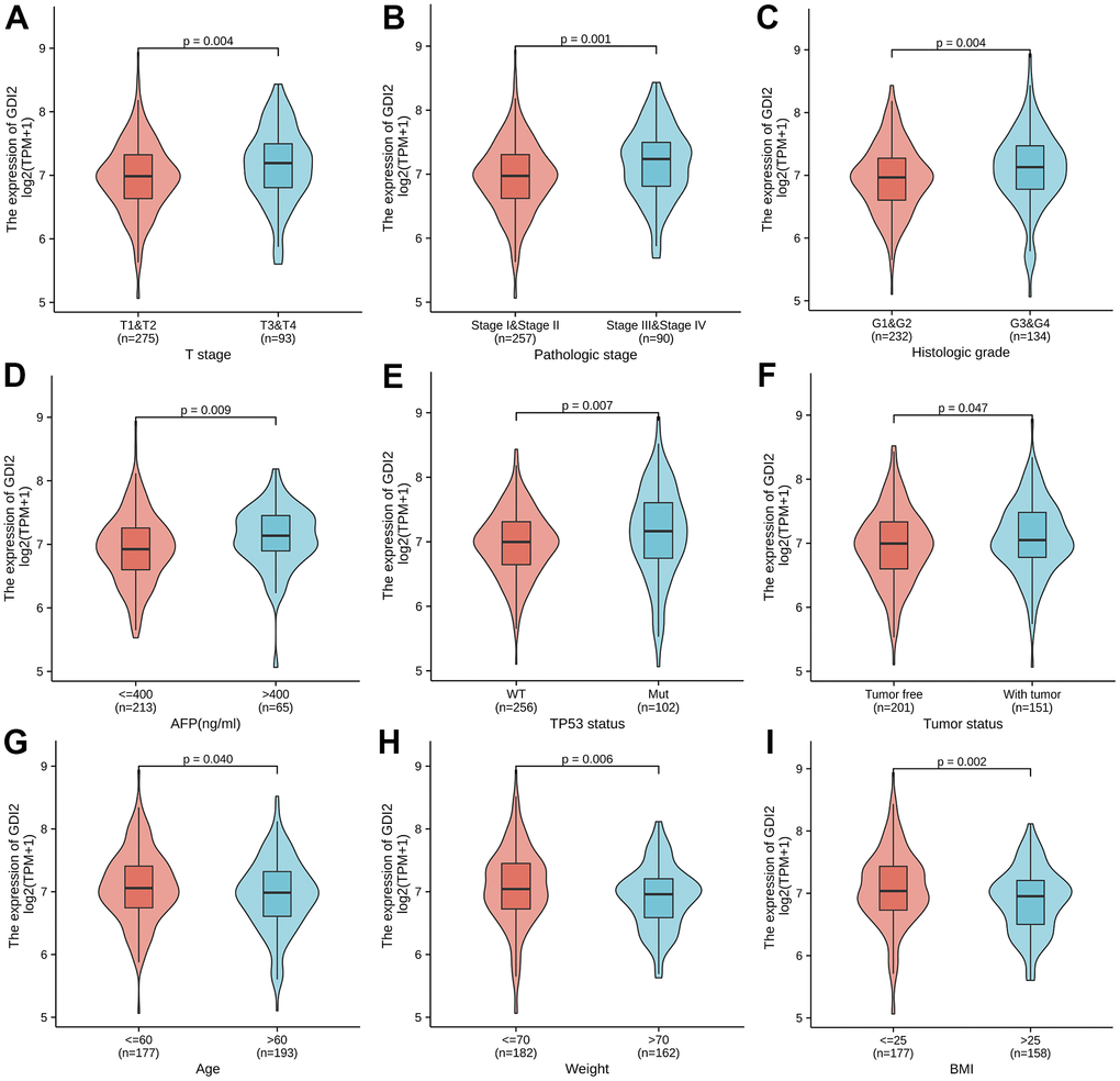 Association between GDI2 expression and clinical characteristics. (A–I) Violin images for clinicopathologic characteristics as (A) T stage; (B) Pathologic stage; (C) Histologic grade, (D) AFP(ng/ml); (E) TP53 status; and (F) tumor status, as well as Physical index as (G) Age; (H) Weight; (I) BMI, demonstrated significant association with GDI2 expression by Wilcoxon rank sum test. *P **P 