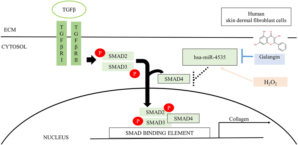 Schematic diagram for the mechanism of galangin action. Galangin enhances TGFβ/Smad collagen synthesis pathways by reducing H2O2-induced hsa-microRNA-4535 to improve photoaging in human skin dermal fibroblast. Abbreviations: ECM: extracellular matrix; TGFβ: transforming grown factor beta; TβRI: TGFβ receptor type I; TβRII: TGFβ receptor type II.