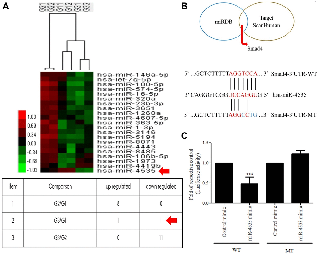 Hsa-miR-4535 targets Smad4. (A) MicroRNA expression in HS68 cells treated with galangin was assessed using microarrays. (B) Venn diagram depicting potential mRNA candidates that may be regulated by hsa-miR-4535 based on miRDB and TargetScanHuman databases. Sequence analysis of putative miRNA-binding sites in Smad4-3′-UTR mRNA for hsa-miR-4535. Matches are indicated by straight lines. (C) HS68 cells were co-transfected with Smad4-3′-UTR-WT (wild-type; 0.5 μg/mL) plus hsa-miR-4535 mimic (20 nM) or Smad4-3′-UTR-MT (mutant; 0.5 μg/mL) plus hsa-miR-4535 mimic (20 nM) for 24 h. Luciferase activity was determined and normalized to that of Renilla. Quantification of the results is shown (n = 3); ***P 