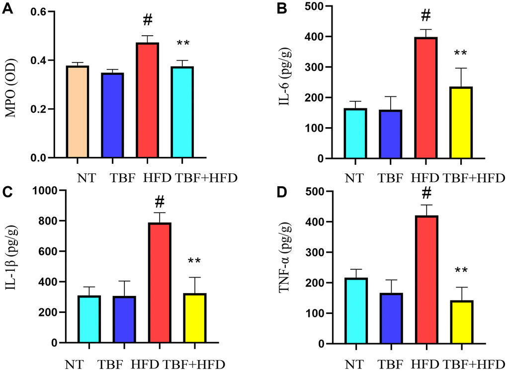 The effect of TBF on inflammatory levels induced by HFD during pregnancy and lactation. 1 g/L TBF was dissolved in 0.1% carboxymethylcellulose sodium solution and was ingested by mice by drinking water. Drinking water administration began on the first day of mating and stopped one week after delivery, and then mammary tissue was collected. After grinding and centrifugation, the supernatant of mice mammary tissue was obtained, and then the levels of MPO and pro-inflammatory cytokines in mammary tissue were determined. (A) Changes in MPO levels in mammary tissue; (B) Changes in IL-6 levels in mammary tissue; (C) Changes in IL-1β levels in mammary tissue; (D) Changes in the level of TNF-α in mammary tissue; The data error was based on SEM. Three independent repeated experiments were performed; #p ∗∗p  0.01 vs. HFD group.