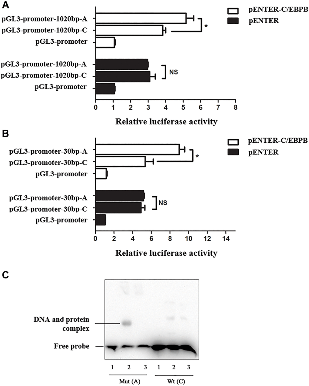 Risk allele A of rs34166160 exhibits a higher transcriptional activity through interacting with C/EBP beta. (A) Data from luciferase assays in Hela cells. Reporters containing the 1020 bp length genomic fragment overlapping rs34166160 harbored A allele or C allele were co-transfected with pENTER-C/EBP beta or a negative control pENTER into Hela cells. Cells were harvested 48 h after transfection and luciferase activities were measured and normalized to renilla activities. (B) Data from luciferase assays in Hela cells. Reporters containing a 30 bp length core genomic segment overlapping rs34166160 harboring the A allele or C allele were co-transfected with pENTER-C/EBP beta or a negative control pENTER into Hela cells. The measurement of luciferase activities was previously described. Three independent experiments were performed. Error bars represent standard deviation (SD). *P C) The risk allele A of rs34166160 can directly bind to the transcription factor C/EBP beta. EMSA probe containing risk allele A or wide type allele C of rs34166160 incubated with (lanes 2–3; lane 5-6) or without (lane 1; lane 4) nuclear extracts from HUVECs transfected with pENTER-C/EBP beta. Lane 1 and lane 4, 5′ -end biotin-labeled probe alone; lane 2 and lane 5, EMSA for 5′ -end biotin-labeled probe and HUVECs nuclear extracts; lane3 and lane 6, excessive unlabelled probe and HUVECs nuclear extract.