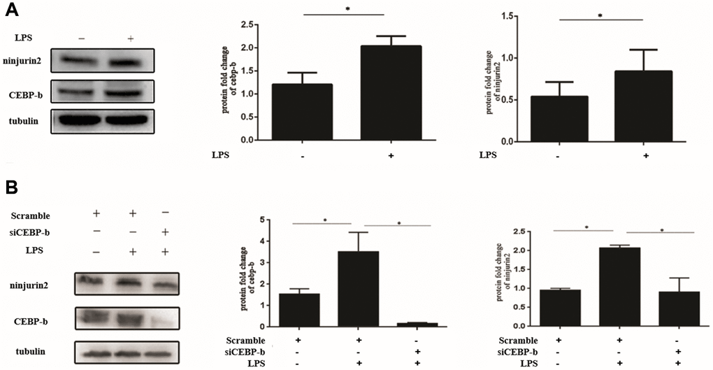 Increased expression of ninjurin2 induced by LPS stimulation can be blocked by knockdown of C/EBP beta. (A) The expression of C/EBP beta and ninjurin2 in HUVEC in the condition of LPS stimuli. HUVEC cells were plated on 24-well plates for 24 h and followed by stimulation with or without LPS (1 ug/mL) for another 24 h. Total protein extracts were prepared and blotted with the antibodies specific for NINJ2 or C/EBP beta. Three independent experiments were performed. Error bars represent standard deviation (SD). (B) The increased expression of ninjurin2 induced by LPS stimulation can be blocked by knockdown of C/EBP beta. The si RNA targeted to C/EBP beta were transfect into HUVECs for 24 h, and then LPS (1 ug/ml) stimulated for another 24 h.