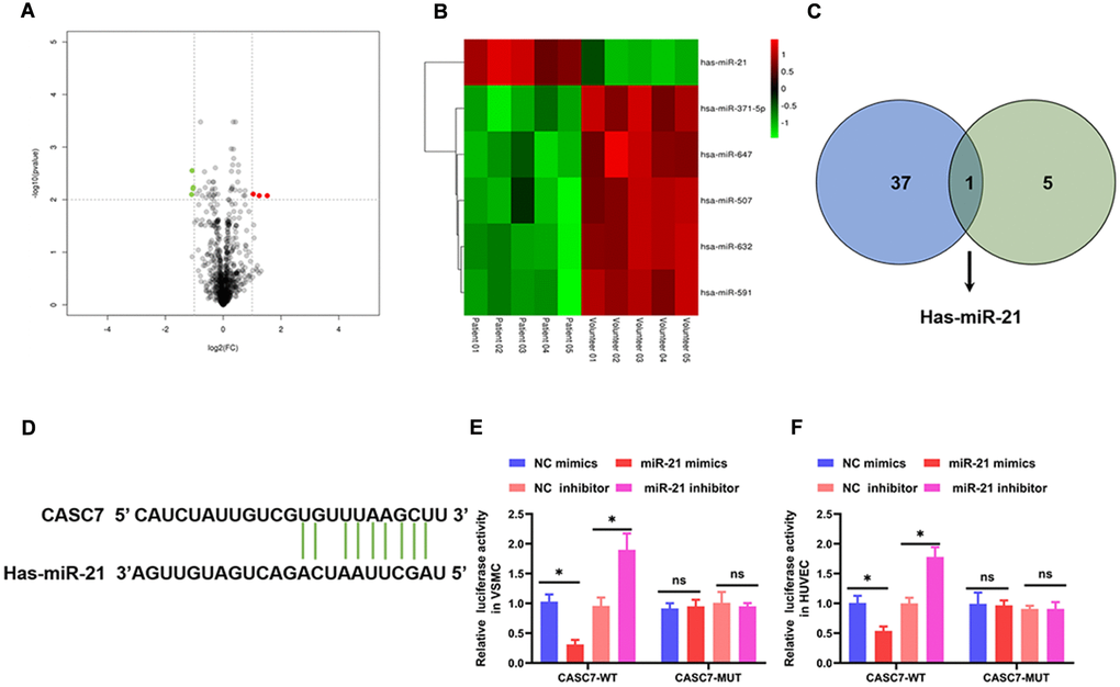 CASC7 is a decoy of miR-21. (A) The differential genes are represented by volcano plots. Gray points are genes with P values ≥ 0.01. Green point are genes with absolute fold changes ≥1 and P values P values B) A heatmap showing differentially expressed miRNAs. Green and red colors stand for down-regulation and up-regulation, respectively. (C) Intersection analysis of target miRNAs of CASC7 and differentially expressed miRNAs. (D) The binding site of CASC7 in the 3′-UTR of miR-21 was predicted by TargetScan. (E and F) Luciferase activity of CASC7 as detected by a dual-luciferase reporter assay. Results are expressed as mean ± SD. *P 