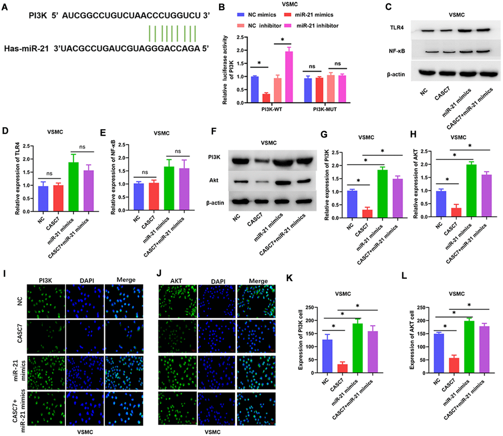 The PI3K/Akt pathway is a target of miR-21. (A) The binding site of miR-21 in the 3′-UTR of PI3K was predicted by TargetScan. (B) Luciferase activity of PI3K as detected by dual-luciferase reporter assay. (C–H) Expression of TLR4, NF-κB, PI3K and Akt examined by Western blot assays. (I–L) Luciferase activity of PI3K and Akt in VSMC examined by immunofluorescence assays. Representative images in VSMC (400×). Data are presented as mean ± SD. *P 