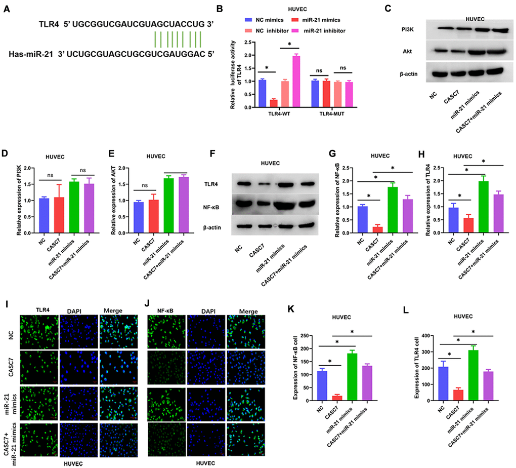 The TLR4/NF-κB axis is a target of miR-21. (A) The binding site of miR-21 in the 3′-UTR of TLR4 was predicted by TargetScan. (B) Luciferase activity of TLR4 as detected by dual-luciferase reporter assay. (C–H) Expression of TLR4, NF-κB, PI3K and Akt examined by Western blot assays. (I–L) Luciferase activity of TLR4 and NF-κB in HUVEC examined by immunofluorescence assays. Representative images of HUVEC (400×). Data are presented as mean ± SD. *P 