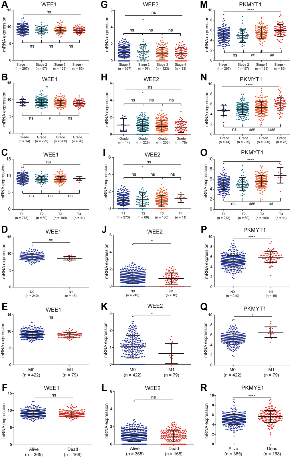 The relationships between the expression of WEE family kinases and clinical factors. The expression of WEE1 showed no relevance with stage (A), but was negatively correlated with the grade of ccRCC patients (B); and has no relevance to T stage (C), N stage (D), M stage (E), and survival status (F). The expression of WEE2 showed no relevance with stage (G), grade (H), T stage (I), but was up-regulated in the N1 (J) and M1 stages (K); and has no relevance to survival status (L). The expression levels of PKMYT1 were positively correlated with stage (M), grade (N), T stage (O), N stage (P), M stage (Q), and dead status (R).