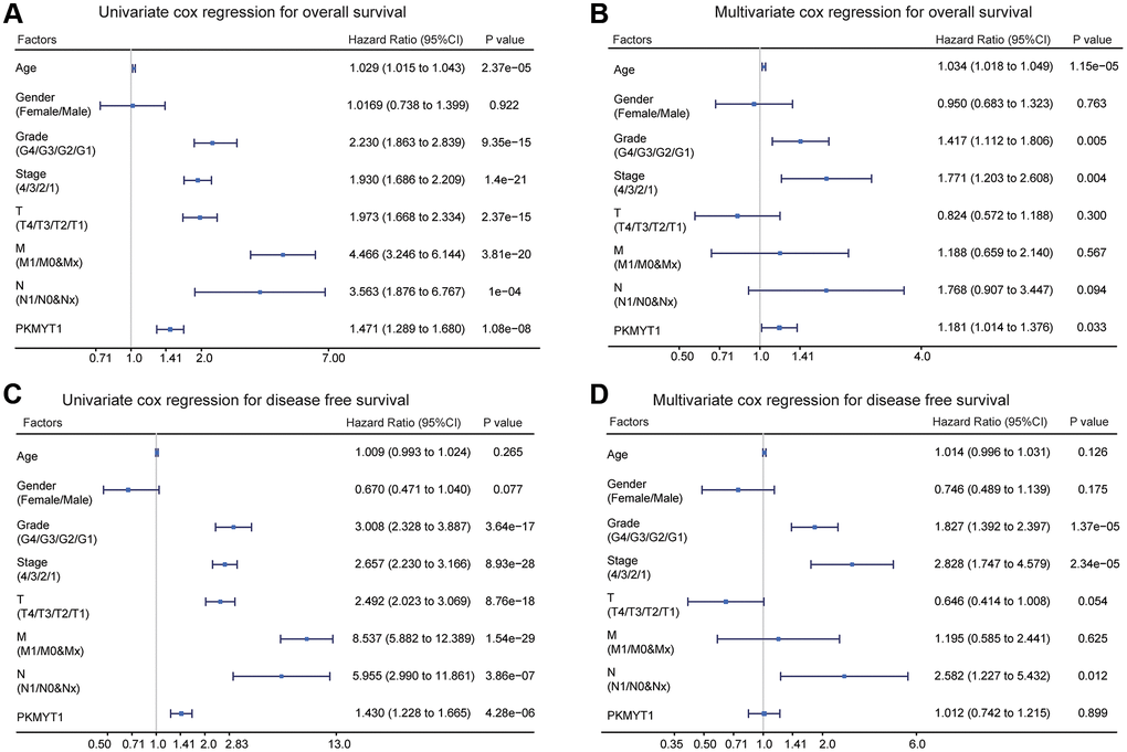 Univariate and multivariate Cox regression analysis of overall survival and disease free survival in ccRCC patients. (A) Univariate Cox regression analysis for overall survival. (B) Multivariate Cox regression analysis for overall survival. (C) Univariate Cox regression analysis of disease free survival. (D) Multivariate Cox regression analysis of disease free survival.