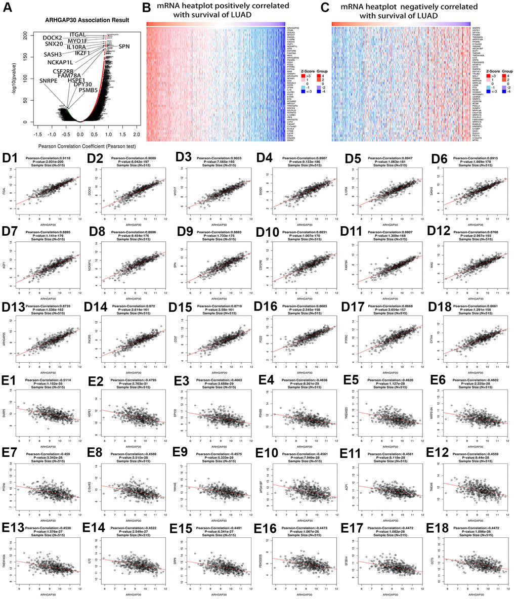 Genes that correlated highly with ARHGAP30 in lung adenocarcinoma (LUAD). (A) Volcano map of ARHGAP30-correlated genes in LUAD, the red dots on the right represent the positively related genes, and the green dots on the left represent the negatively related genes. (B, C) Heat maps showing the genes that correlated positively and negatively with ARHGAP30 in LUAD (top 50). Red indicates positively correlated genes; green indicates negatively correlated genes. (D1–D18) Scatter plots of the first 18 genes that correlated positively with ARHGAP30 in LUAD. (E1–E18) Scatter plots of the first 18 genes that correlated negatively with ARHGAP30 in LUAD.