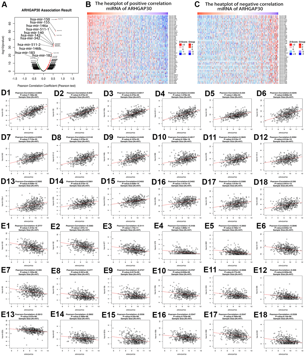 MiRNAs correlated highly with ARHGAP30 in lung adenocarcinoma (LUAD). (A) Volcano map of ARHGAP30-correlated miRNAs in LUAD, the red dots on the right represent the positively associated miRNAs, and the green dots on the left represent the negatively associated miRNAs. (B, C) Heat maps showing the miRNAs that correlated positively and negatively with ARHGAP30 in LUAD (top 50). Red indicates positively correlated miRNAs; green indicates negatively correlated miRNAs. (D1–D18) Scatter plots of the first 18 miRNAs that correlated positively with ARHGAP30 in LUAD. (E1–E18) Scatter plots of the first 18 miRNAs that correlated negatively with ARHGAP30 in LUAD.