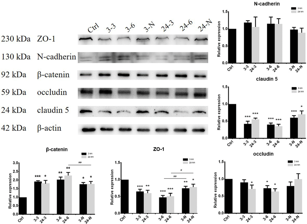 The expression of BTB-associated proteins in TM-4 cells upon treatment with two different concentrations of TiO2-NPs for 24 h. “3–3”: 30 μg/ml, “3–6”: 60 μg/ml, “3-N”: TM-4 cells were treated with 5 mM NAC for 2 h and then treated with 60 μg/ml 3-nm TiO2-NPs for 24 h. “24–3”: 30 μg/ml, “24–6”: 60 μg/ml, “24-N”: TM-4 cells were treated with 5 mM NAC for 2 h and then treated with 60 μg/ml of 24-nm TiO2-NPs for 24 h. n=5, *pppp