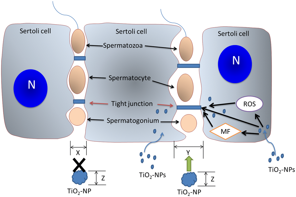 The mechanism of action of TiO2-NPs on BTB. TiO2-NPs damage the BTB via three mechanisms. TiO2-NPs interfere with BTB-associated proteins, induce cytoskeletal reorganization, and trigger oxidative stress to perturb TJ proteins. The BTB gap (size X) is expanded (size Y) by TiO2-NPs, and TiO2-NPs (particle size Z