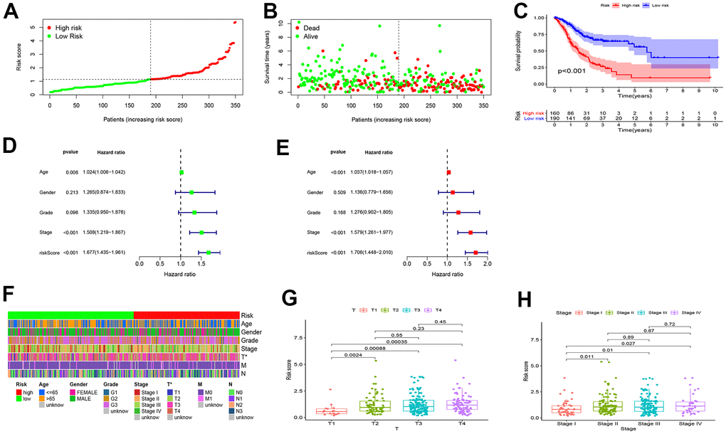 Internal validation of the risk model for GC prognosis. (A, B) The RiskScore and overall survival rate of each patient in the low- and high-risk group. (C) High-risk patients had shorter overall survival than low-risk patients. (D) Univariate and (E) multivariate Cox risk ratio analysis revealed that the risk model could predict GC prognosis independently. (F–H) The Wilcoxon signed-rank test showed that patients with high RiskScore often yielded late clinical stages, and the results were visualized in heatmaps and boxplots.