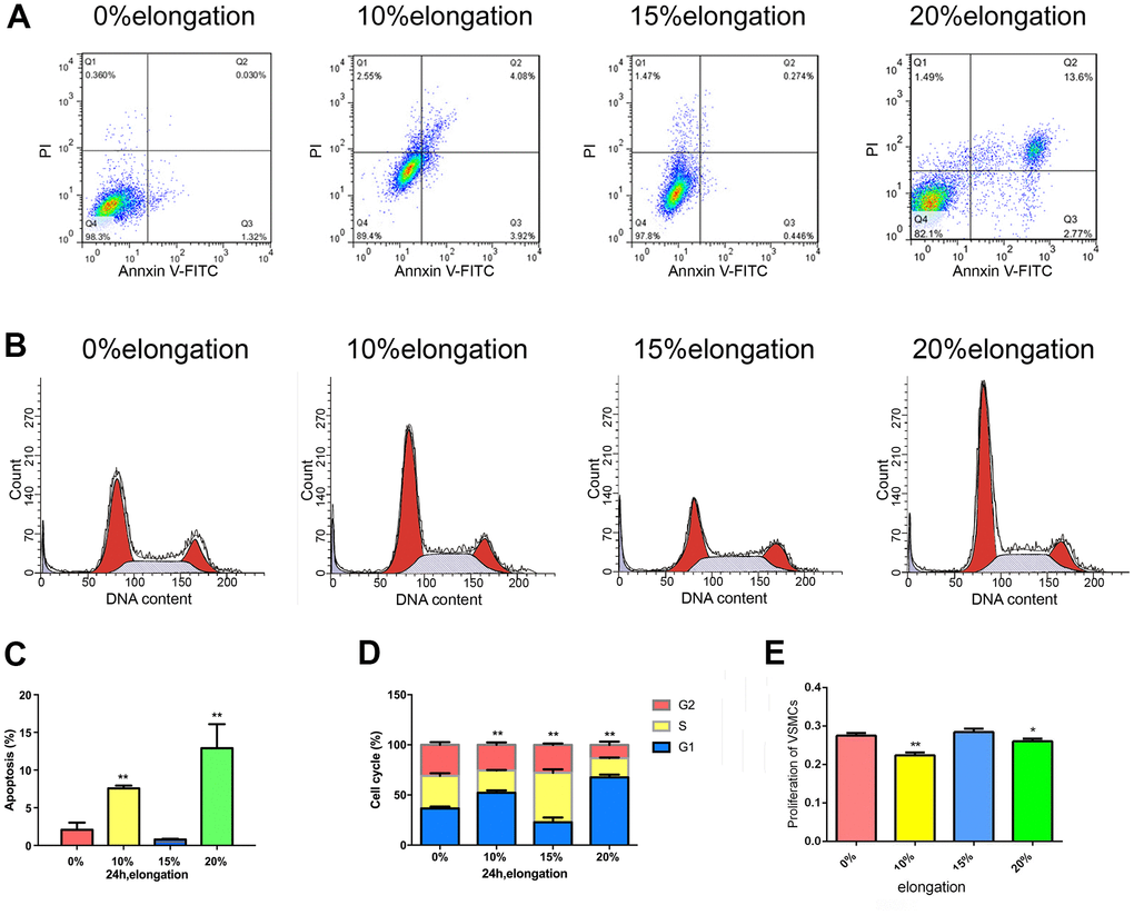 Mechanical stretch intensity influences the proliferation and apoptosis of VSMCs. (A) Apoptosis of VSMCs was detected by flow cytometry. (B) The cell cycle of VSMCs was detected by flow cytometry. (C) Quantitative analysis of apoptosis in VSMCs. (D) Quantitative analysis of the cell cycle in VSMCs. (E) The proliferation of VSMCs was detected by Cell Counting Kit 8 (CCK-8). Values are expressed as means±SD. *P **P 