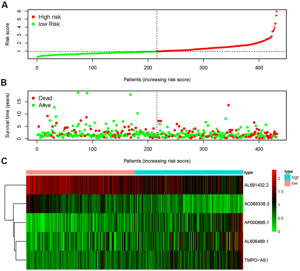 Immune-related risk score model (IRRS) was established according to sIRLNRs. The risk score distributions of high-risk group and low-risk group (A). Survival status between high-risk group and low-risk group (B). The expression levels of sIRLNRs in the heatmap (C).