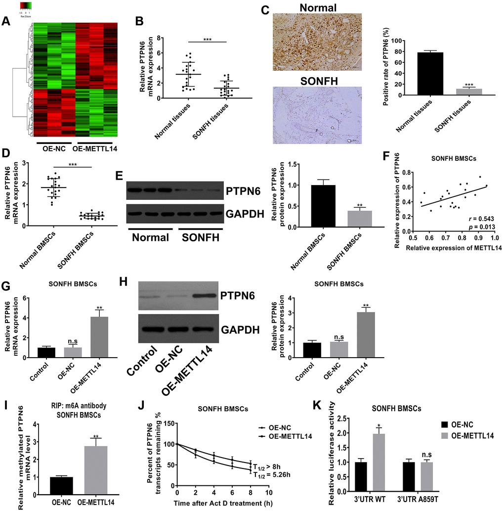 METTL14-dependent m6A modification regulated the expression of PTPN6. (A) Heat map of normalized gene expression levels of SONFH BMSCs transfected with OE-NC or OE-METTL14. Red indicates down-regulation of gene expression and Green indicates up-regulation of gene expression. (B) PTPN6 mRNA levels in normal tissues (n = 20) and osteonecrosis tissues (n = 20) were measured by qRT-PCR. (C) IHC assay detected the expression of PTPN6 in femoral head tissues of two group. Scale bar = 100 μm. (D, E) qRT-PCR and western blot quantified the abundance of PTPN6 in normal BMSCs and SONFH BMSCs. (F) The correlation between METTL14 and PTPN6 expression in SONFH BMSCs was analyzed by Pearson’s Correlation Coefficient. (G, H) qRT-PCR and western blot confirmed that PTPN6 expression increased with the up-regulation of METTL14 in SONFH BMSCs. (I) The methylated PTPN6 mRNA level in the METTL14 overexpressed BMSCs was determined by MeRIP-qPCR. (J) The mRNA half-life of PTPN6 in SONFH BMSCs transfected with OE-NC or OE-METTL14. (K) SONFH BMSCs were pre-transfected with wild-type or mutated PTPN6-3′UTR plasmids, and then treated with OE-NC or OE-METTL14. The luciferase activity was normalized to firefly luciferase activity. *P **P ***P 