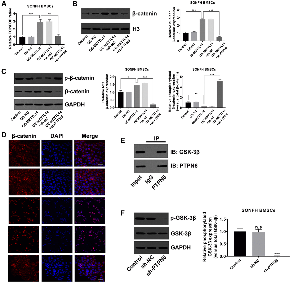 PTPN6-mediated METTL14 activated the Wnt signaling pathway. (A) The activity of Wnt signaling in SONFH BMSCs was analyzed by TOP/FOP-Flash reporter assay. (B) The protein level of β-catenin in the nucleus was measured by western blot. (C) Western blot detected the total and phosphorylated β-catenin levels in SONFH BMSCs treated as indicated. (D) Immunofluorescence staining was used to analyze the distribution of β-catenin in the cytoplasm and nucleus after METTL14 overexpression and PTPN6 knockdown. Scale bar = 50 μm. (E) The interaction of PTPN6 and GSK-3β in BMSCs was verified by co-IP assay. (F) The effect of PTPN6 inhibition on the phosphorylation level of GSK-3β in SONFH BMSCs was determined by western blot. *P **P ***P 