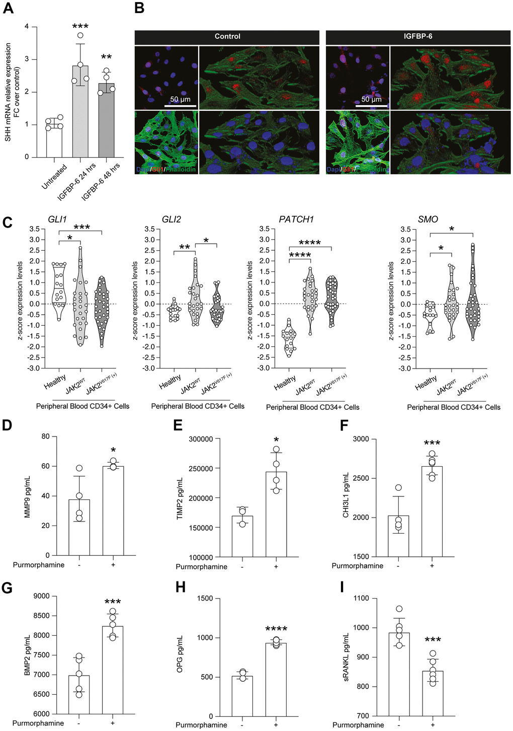 Purmorphamine-mediated SMO activation recapitulates IGFBP-6 effects on HS5 cells. (A) qPCR results were obtained for SHH in HS5 cells exposed to 200 ng/mL of IGFBP-6 for 24h and 48h. Relative mRNA expression level normalized with β-actin by using a comparative 2-ΔΔCt method. **p B) Immunofluorescence analysis were performed on HS5 cells treated with IGFBP-6 at the final concentration of 200 ng/mL, followed by fixing and staining with anti-Phalloidin (green) and anti-Gli1 (red). Nuclei were visualized using DAPI. Immunoreactivity was evaluated considering the signal-to-noise ratio of immunofluorescence (scale bar 20 μm). (C) z-score expression levels of Gli1, Gli2, GPATCH1, and SMO in healthy, JAK2 wild type, and JAK2V617F mutant PMF patients. (D–I) Multiplex immunobead assay technology on HS5 cells exposed or not to purmorphamine was performed on culture medium to determine concentrations of indicated cytokines. Histograms showed a significant increase of MMP9 (D), TIMP (E), CHI3L1 (F), BMP2 (G), OPG (H), and sRANKL (I) after purmorphamine stimulation, as compared to control. **p 