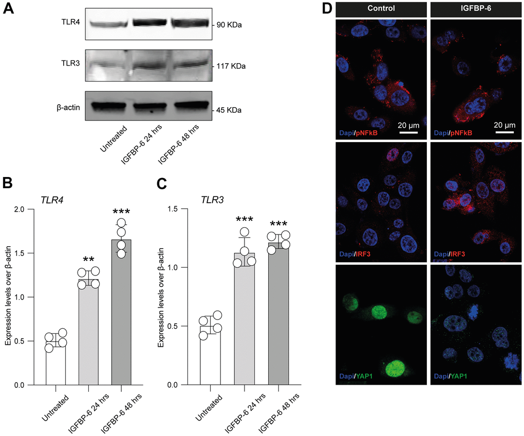 IGFBP-6 induces TLR4 signalling on HS5 cells. (A) HS5 cells exposed to 200 ng/mL of IGFBP-6 for 24h and 48h were lysed and subjected to immunoblotting using specific antibodies against TLR4 and TLR3. Protein content was normalized to the housekeeping protein β-actin. The entire assays were made in triplicate, a representative one is shown. Signals from immunodetected bands were semi-quantified by densitometry. (B, C) Statistical analysis of data revealed that TLR4 (B) and TLR3 (C) expression were significantly increased in the HS5 cells IGFBP-6- induced for 24h and 48h. Data are presented as means ± sem. **p D) Immunofluorescence analysis were performed on HS5 cells treated with IGFBP-6 at the final concentration of 200 ng/mL, followed by fixing and staining with anti-pNF-kB (red), anti-IRF3 (red), and anti-YAP1 (green). Nuclei were visualized using DAPI. Immunoreactivity was evaluated considering the signal-to-noise ratio of immunofluorescence (scale bar 20 μm).