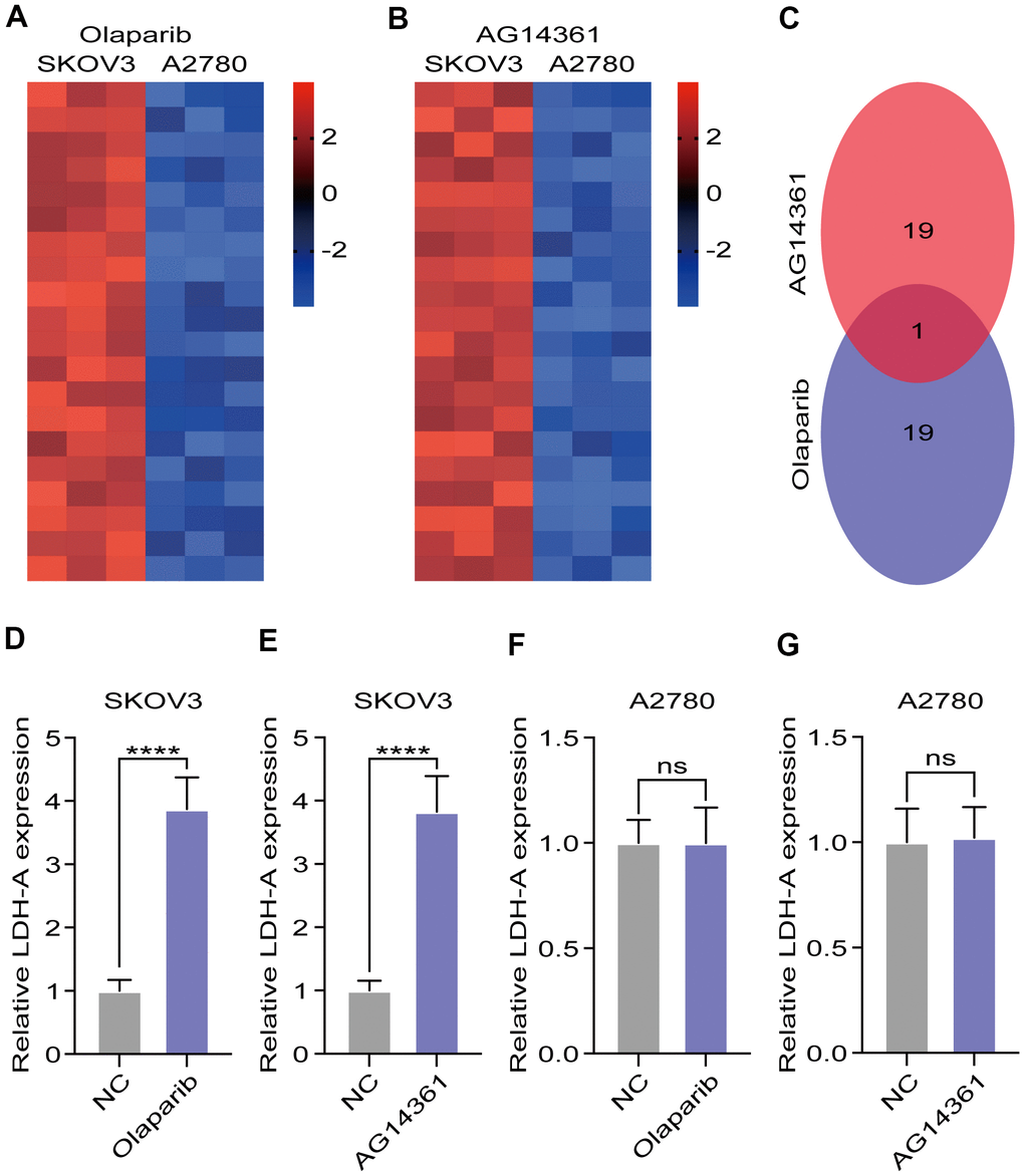 LDH-A were increased in SKOV3 with PARP inhibitors treatment. (A, B) Heat map demonstrated the differential genes in the RNA sequencing after PARP inhibitors treated for 24 hours. (C) Venn digram showed the intersection of differential genes in olaparib and AG14361 treated cells. (D–G) LDH-A levels in A2780 and SKOV3 were tested by RT-PCR after olaparib or AG14361 treated for 24 hours. Mean ± SEM, ****P 