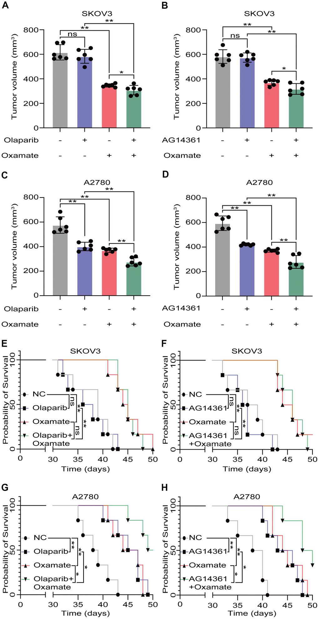 Oxamate enhanced the tumor suppression effect of PARP inhibitors on ovarian cancer cells. (A–D) Tumor volumes of xenograft tumor with oxamate and/or PARP inhibitors (olaparib or AG14361) treatment. (E–H) Survival time of xenograft tumor models with oxamate and/or PARP inhibitors (olaparib or AG14361) treatment were recorded. Mean ± SEM, *P 