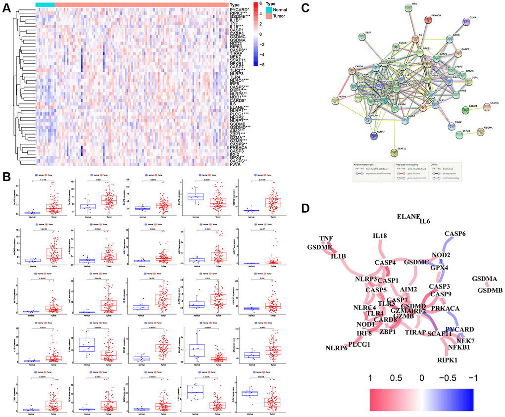 The expression landscape of PRGs in LSCC patients. (A) The heatmap of the 47 PRGs between LSCC tissues and adjacent normal tissues. P-values are as follows: *P **P ***P B) The boxplots of differential expression of PRGs between LSCC samples and normal tissues. (C) The PPI network of the PRGs using the STRING database. (D) The correlation network of the PRGs (red line: positive correlation; blue line: negative correlation. The depth of the colors represents the degrees of correlation).