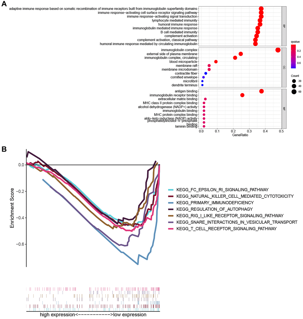 Functional enrichment analysis. (A) The top ten biological process (BP) terms, cellular components (CC) terms, molecular functions (MF) terms of GO analysis. (B) GSEA analysis showing seven pathways enriched in the low-risk group.