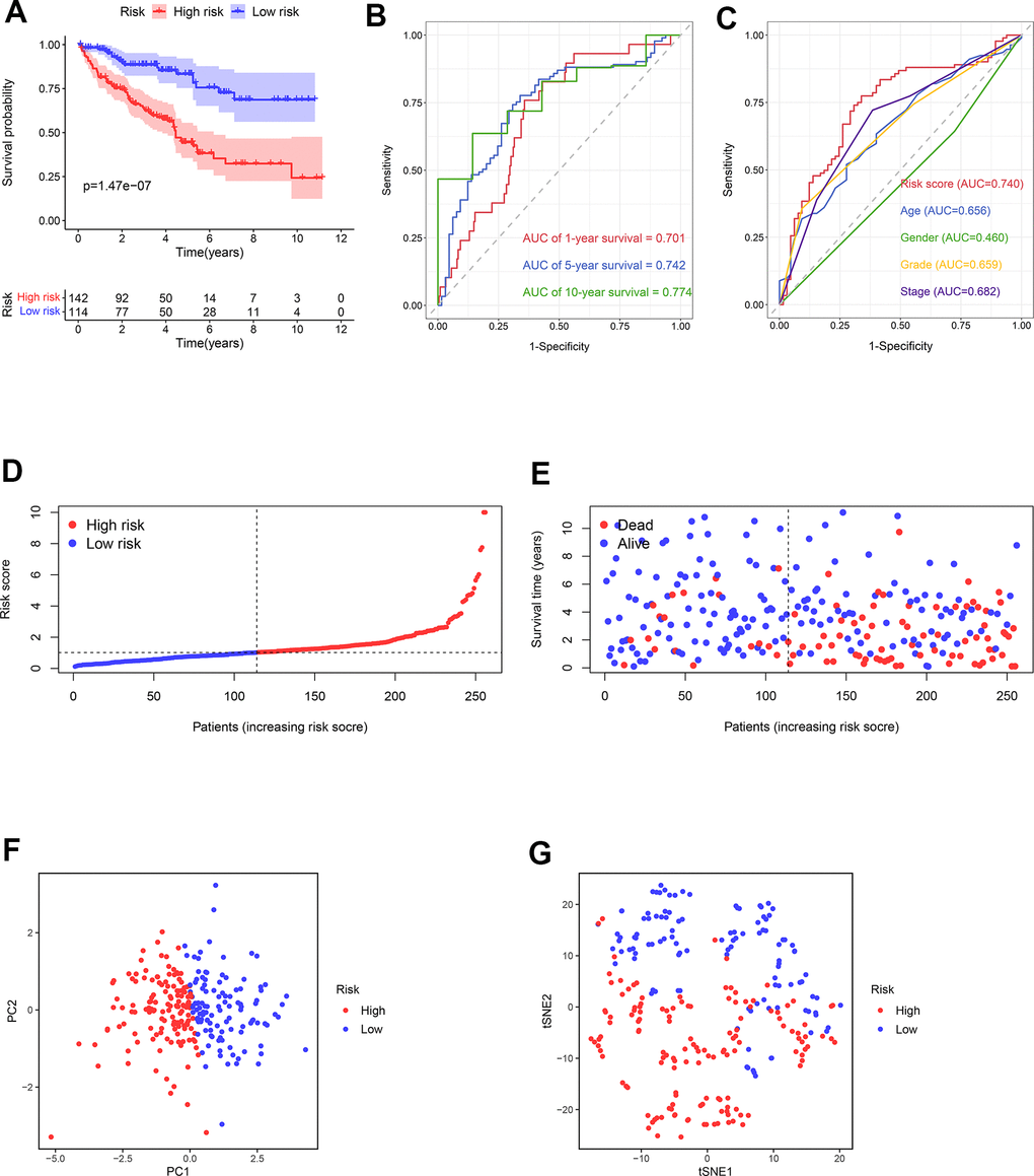 The predictive ability of the prognostic risk model in the testing cohort. (A) The OS in the high- and low-risk groups. (B) ROC curves based on the prognostic risk model for predicting the 1-, 5-, and 10-year OS. (C) ROC curves based on the prognostic risk model and clinical parameters for predicting the 5-year OS. (D) Distribution of the risk score. (E) Correlation between the survival status and the risk score. (F) PCA for the high- and low-risk groups. (G) t-SNE analysis for the high- and low-risk groups.