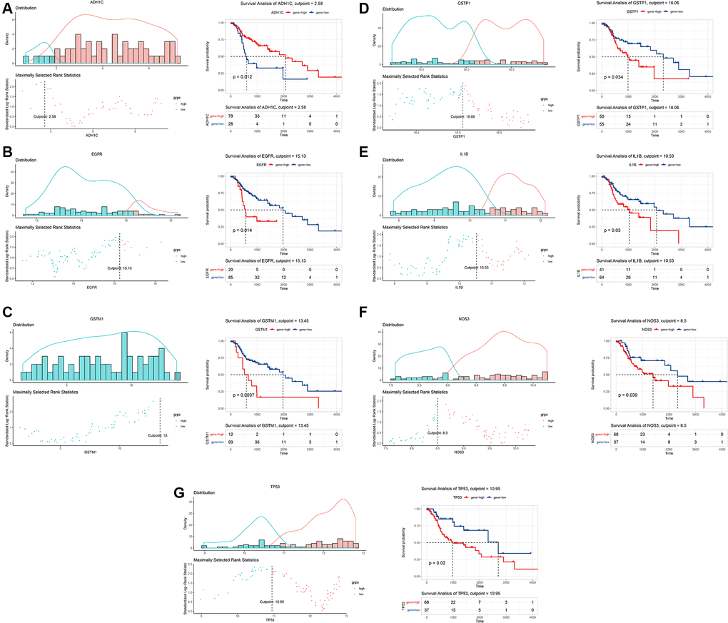 Survival analysis of key target genes of Baiying Qinghou decoction using a TCGA dataset. The optimal cutoff value of each gene was calculated to stratify all patients into high- and low-expression groups (the left of the A–G). Seven genes (ADH1C, EGFR, GSTM1, GSTP1, IL1B, NOS3 and TP53) were significantly associated with the prognosis of HNSCC patients (the right of the A–G). The high expression level of ADH1C (A) had a better prognosis of HNSCC patients (P = 0.012). However, the high expression levels of EGFR (B), GSTM1 (C), GSTP1 (D), IL1B (E), NOS3 (F) and TP53 (G) showed the poor prognosis of HNSCC patients. Abbreviations: HNSCC: head and neck squamous cell carcinoma; TCGA: The Cancer Genome Atlas.