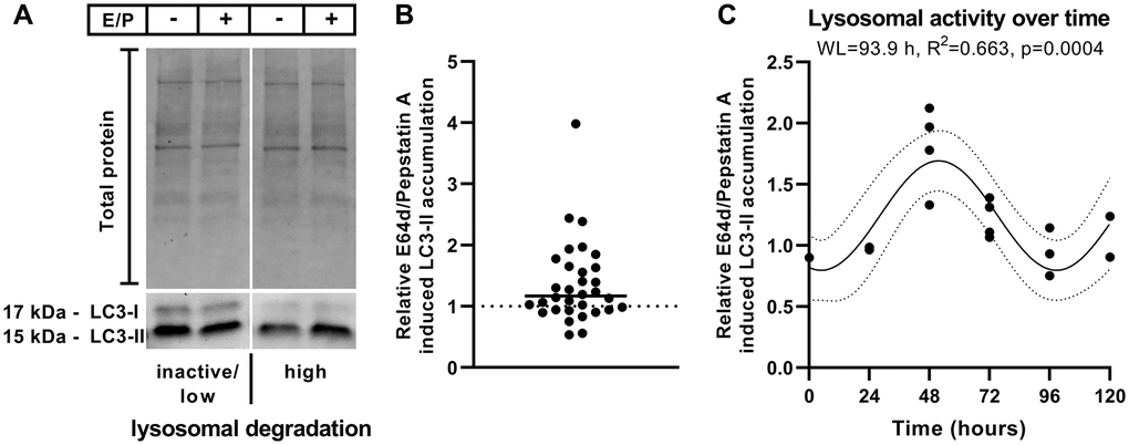 Relative E64d/pepstatin A-induced LC3-II accumulation. (A) Representative western blot of LC3-I and LC3-II levels in polarized ARPE-19 cells left untreated or treated for 3 hours with lysosomal inhibitors (10 μg/ml E64d + 10 μg/ml pepstatin A [E/P]). (B) Relative E64d/pepstatin A-induced LC3-II accumulation in different batches of polarized ARPE-19 cells treated on different days. n = 32 + median. (C) Overlay of relative E64d/pepstatin A-induced LC3-II accumulation within 72 hours of 4 different cell batches using the highest value as a reference point. Sine waves with nonzero baseline + confidence bands were generated with a comparison of fits (amplitude = 0 versus amplitude unconstrained). Abbreviation: WL: wavelength. Western blot images are cropped showing areas of marked primary antibody interaction only.