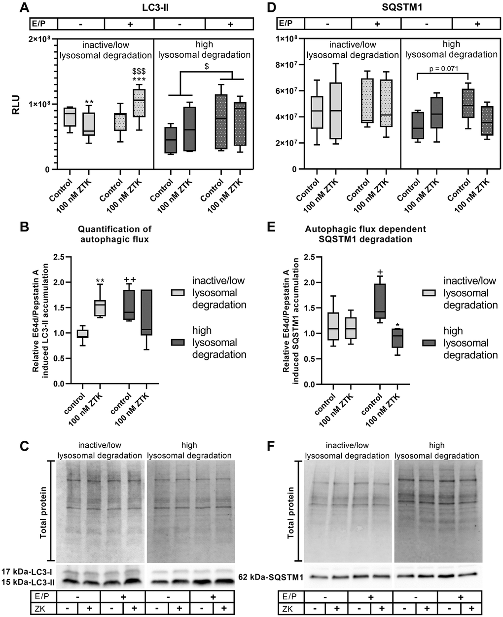 LC3-II and SQSTM1 protein expression in polarized ARPE-19 cells treated with ZTK. (A) Relative luminescence units (RLUs) of LC3-II normalized to the amount of total loaded protein in polarized ARPE-19 cells treated with 100 nM ZTK for 3 h in the absence and presence of lysosomal inhibitors E64d and pepstatin A (E/P). (B) Relative E64/pepstatin A-induced LC3-II accumulation in control and ZTK-treated polarized ARPE-19 cells. (C) Representative western blot analysis showing total protein loading, LC3-I and LC3-II expression in polarized ARPE-19 cells treated with ZTK in the absence and presence of lysosomal inhibitors E/P. (D) RLUs of SQSTM1 normalized to the amount of total loaded protein in polarized ARPE-19 cells treated with 100 nM ZTK for 3 h in the absence and presence of lysosomal inhibitors E/P. (E) Relative E64/pepstatin A-induced SQSTM1 accumulation in control and ZTK-treated polarized ARPE-19 cells. (F) Representative western blot analysis showing total protein loading and SQSTM1 expression in polarized ARPE-19 cells treated with ZTK in the absence and presence of lysosomal inhibitors E/P. Western blot images are cropped showing areas of marked primary antibody interaction only. Samples were grouped into inactive/low (autophagic flux of control n = 7, SQSTM1: n = 6. The significance of differences (A, D) in LC3-II and SQSTM1 expression upon ZTK treatment was calculated for both groups via repeated measures two-way ANOVA (main factors: lysosomal inhibition (matched) and ZTK treatment (matched)) followed by a Tukey multiple comparison test. ***p **p $$$p $p B, E) LC3-II and SQSTM1 accumulation after ZTK treatment was calculated by repeated measures two-way ANOVA (main factors: inactive/low and high lysosomal degradation and ZTK treatment (matched)) followed by a Sidak multiple comparison test. **p *p ++p +p 