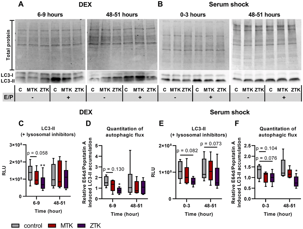 LC3-I and LC3-II protein expression in polarized ARPE-19 cells treated with MTK or ZTK upon DEX treatment and serum shock. Representative western blot analysis showing total protein loading and LC3-I and LC3-II expression at (A) 6 hours and 48 hours upon DEX treatment and (B) directly after and 48 hours upon serum shock in polarized ARPE-19 cells treated with 100 nM MTK or 100 nM ZTK in the absence and presence of lysosomal inhibitors E64d and pepstatin A (E/P). (C) RLU levels of LC3-II at 6 hours and 48 hours upon DEX treatment in the presence of lysosomal inhibitors for 3 hours in control samples (DMSO) and 100 nM MTK- or 100 nM ZTK-treated polarized ARPE-19 cells. (D) Relative E64d/pepstatin A-induced LC3-II accumulation in control, MTK- and ZTK-treated polarized ARPE-19 cells 6 and 48 hours upon DEX treatment. (E) RLU levels of LC3-II directly after and 48 hours upon serum shock in the presence of lysosomal inhibitors for 3 hours in control samples (DMSO) and 100 nM MTK- or 100 nM ZTK-treated polarized ARPE-19 cells. (F) Relative E64d/pepstatin A-induced LC3-II accumulation in control, MTK- and ZTK-treated polarized ARPE-19 cells directly after and 48 hours upon serum shock. Values are represented in box and whisker plot format (min to max); n = 5–6. The significance of differences in LC3-II expression upon MTK and ZTK treatment was calculated by repeated measures two-way ANOVA (main factors: time and treatment (matched)) followed by a Dunnett multiple comparison test. *p **p 