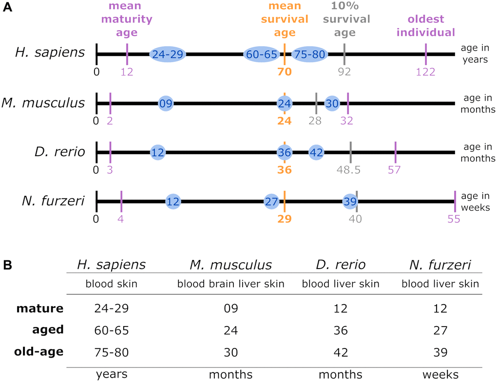 (A) Lifespan comparison: to align the species-specific chronological ages to biological age categories comparable between different species, the total individual’s lifetime, represented by the length of the lifetime axis, was subdivided by index stages. These stages were the biological stages corresponding to maturation, the mean survival age, the 10% survival rate, and the highest age reported for an individual belonging to the respective species. The time intervals between the resulting intersections were normalized linearly for the mean survival age. Thus, the sampling time points examined in this study for a specific species (blue circles) matched the biological age category in all the other species. (B) Data sampling scheme and categorization of the high-throughput transcriptomic data according to age parameters: for each of the 4 species of interest, up to 4 tissue types were sampled at mature, aged and old-age stages, from which 3 comparisons were deduced to identify DEGs during early aging (mature vs. aged), late aging (mature vs. old-age), and longevity (aged vs. old-age).