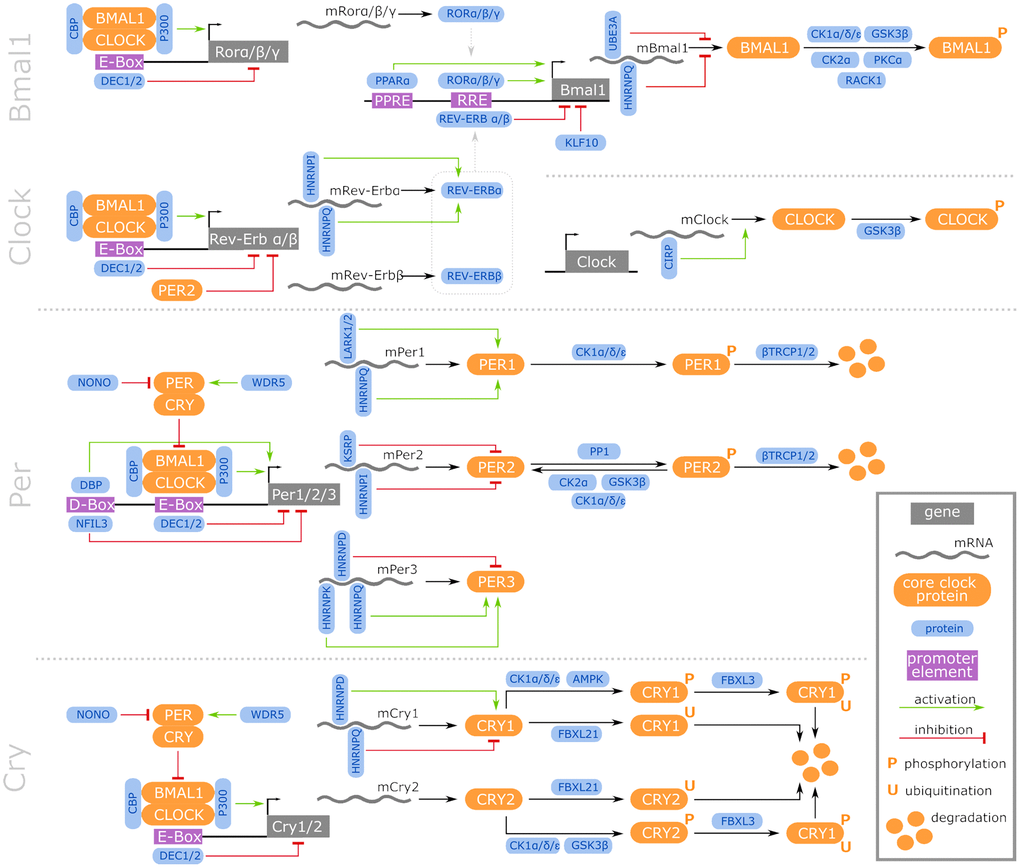 Regulatory network of vertebrate core CR genes, including their transcriptional, post-transcriptional, and post-translational interaction partners that constitute activating and inhibitory feedback loops. Further information is accessible in the online supplement https://osf.io/ctv2r/.