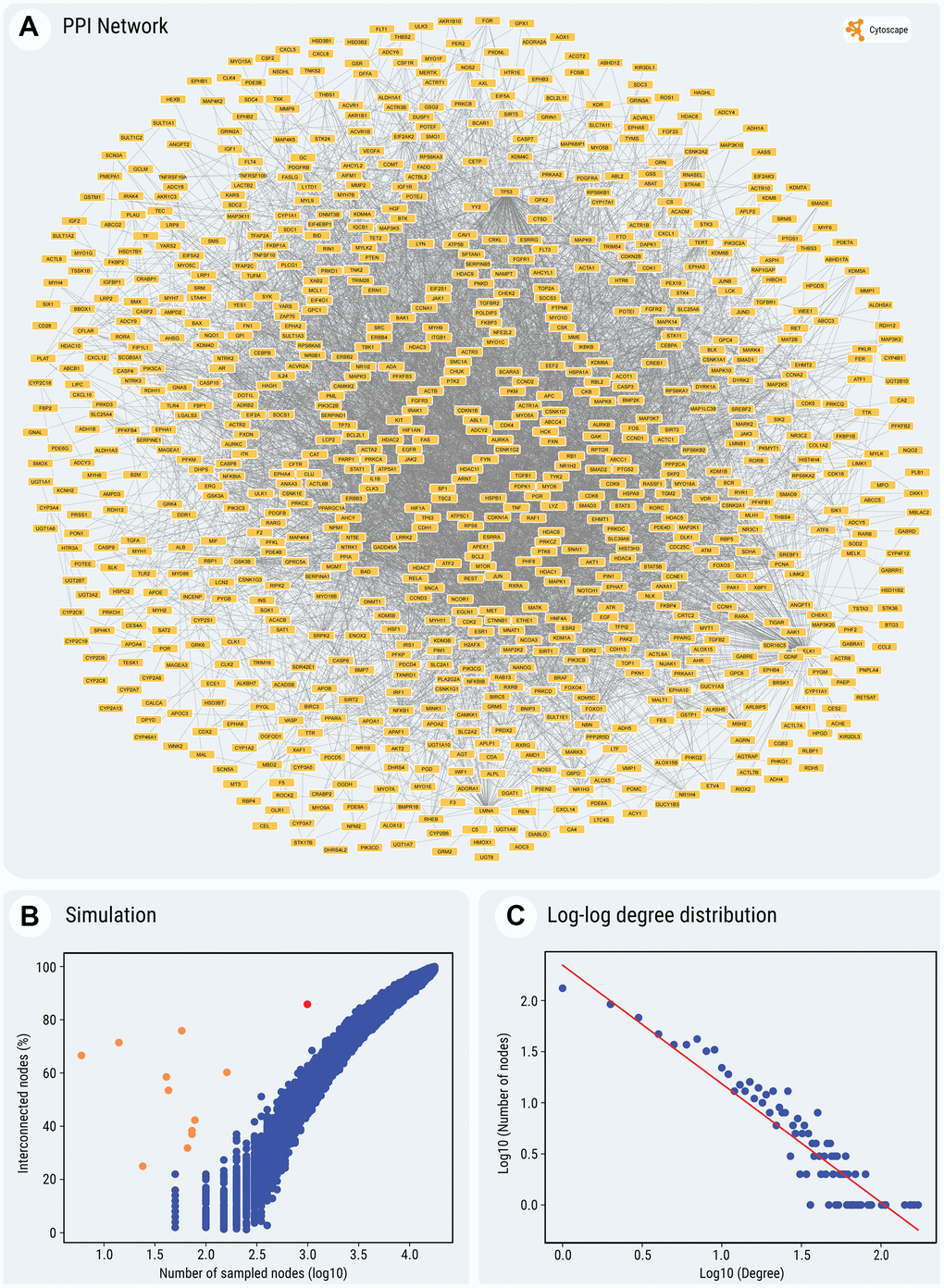 (A) Graphical output of the PPI network of the entire set of SMs' targets. (B) Simulation of expected interconnectivity given the size of a random sample. The observed interconnectivity of SMs' gene targets in the interactome, depicted by the red dot in the scatter plot and the observed interconnectivity of cocktails' gene targets, depicted by the orange dots, can be compared to the percentage of interconnected nodes (on the Y-axis), found in the largest continuous component of the network, for randomly sampled node sets. The plot shows the sampling of subsets of random interactome nodes, of various sizes (represented in a log10 scale on the X-axis, from 50 to 17,600 nodes). For each step, the interconnectivity was computed 100 times. Simulations were performed only for samples larger than 50 nodes, because of the increased variability of very small node sets. (C) The log-log plot of P(k) against k, illustrating scale-free topology of the network (for details, see the text and Methods). For all the nodes and edges in the network see Supplementary Table 9. (A, C) The construction and display of the network and the degree distribution regression were performed using Cytoscape, which pulls physical PPIs data determined in vitro and in vivo from the BioGRID database.